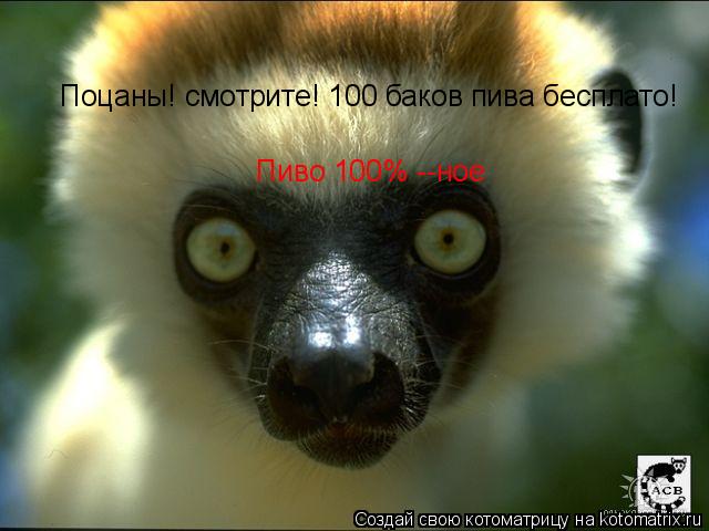 Поцаны! смотрите! 100 баков пива бесплато! Пиво 100% --ное... Котоматрица: Поцаны! смотрите! 100 баков пива бесплато! Пиво 100% --ное