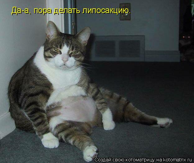 Котоматрица: Да-а, пора делать липосакцию.