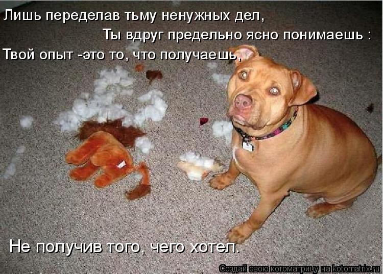 Не получив того, чего хотел. Ты вдруг предельно ясно понимаешь : Твой опыт -это то, что получаешь, ... Котоматрица: Не получив того, чего хотел. Ты вдруг предельно ясно понимаешь : Твой опыт -это то, что получаешь, Лишь переделав тьму ненужных дел,
