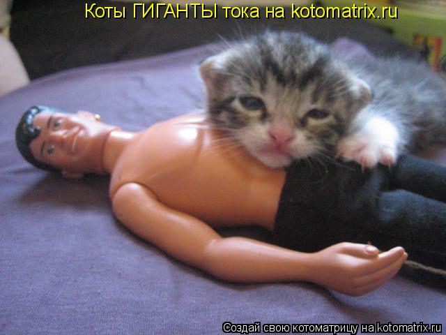 Коты ГИГАНТЫ тока на kotomatrix.ru... Котоматрица: Коты ГИГАНТЫ тока на kotomatrix.ru