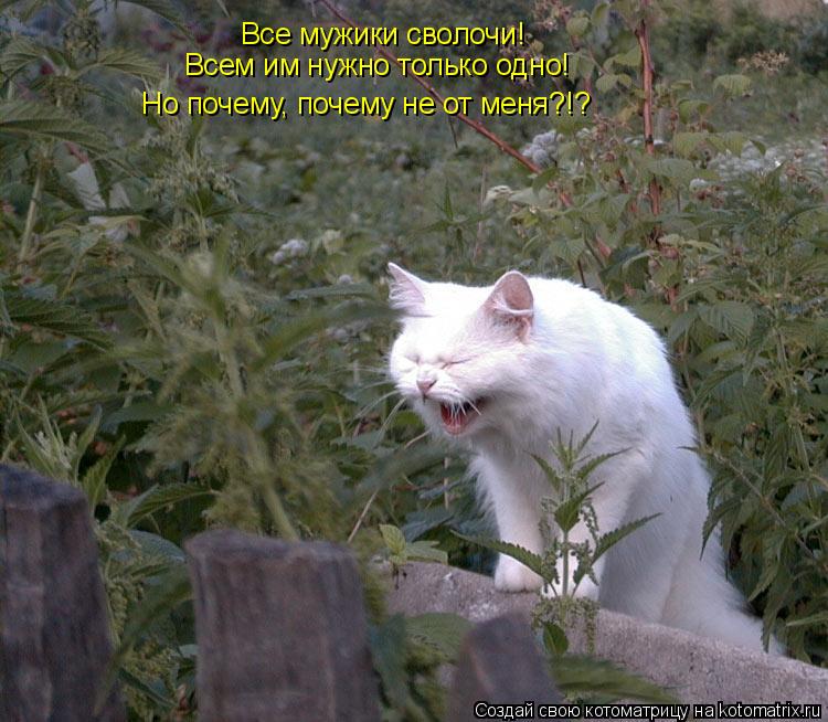 Все мужики сволочи! Всем им нужно только одно! Но почему, почему не от меня?!?... Котоматрица: Все мужики сволочи! Всем им нужно только одно! Но почему, почему не от меня?!?