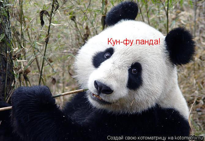 Кун-фу панда!... Котоматрица: Кун-фу панда!