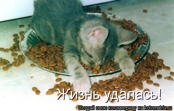 Жизнь удалась!... Котоматрица: Жизнь удалась!