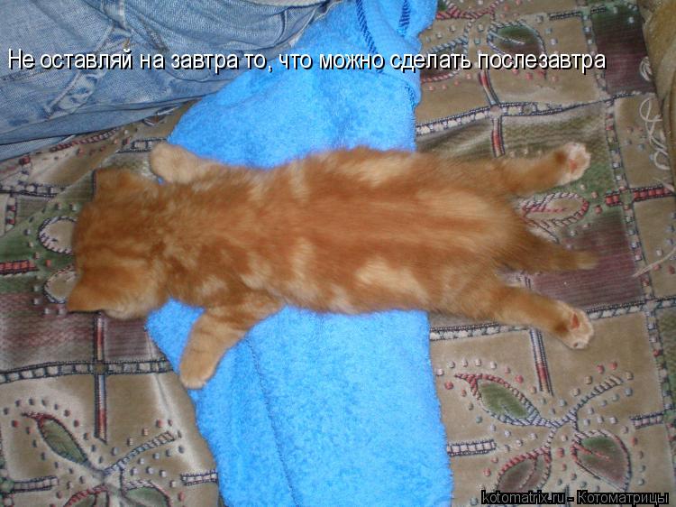 Не оставляй на завтра то, что можно сделать послезавтра... Котоматрица: Не оставляй на завтра то, что можно сделать послезавтра