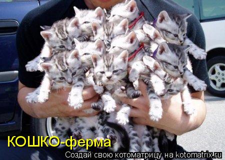 КОШКО-ферма... Котоматрица: КОШКО-ферма