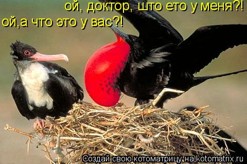 ой, доктор, што ето у меня?! ой,а что это у вас?!... Котоматрица: ой, доктор, што ето у меня?! ой,а что это у вас?!