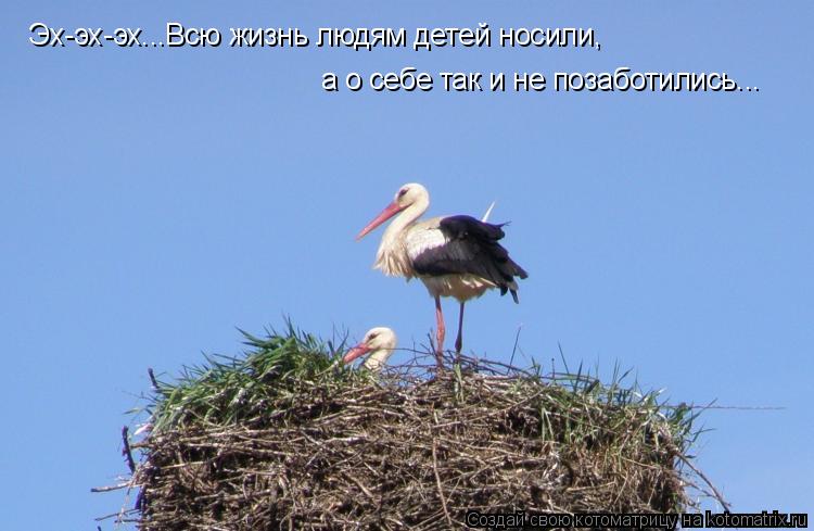Котоматрица: Эх-эх-эх...Всю жизнь людям детей носили, а о себе так и не позаботились...