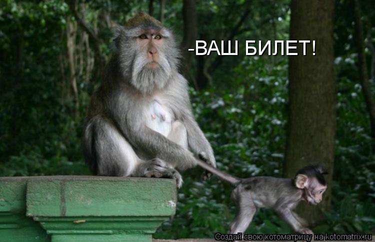 -ВАШ БИЛЕТ!... Котоматрица: -ВАШ БИЛЕТ!