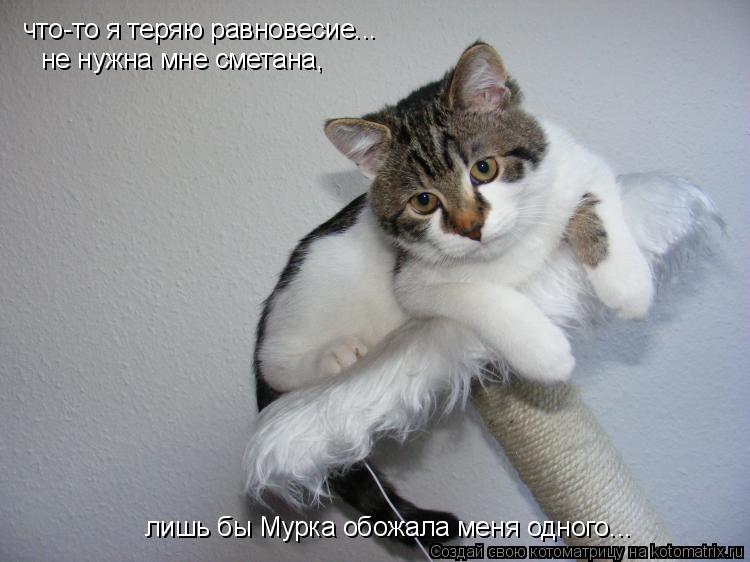 Котоматрица: что-то я теряю равновесие... не нужна мне сметана,  лишь бы Мурка обожала меня одного...
