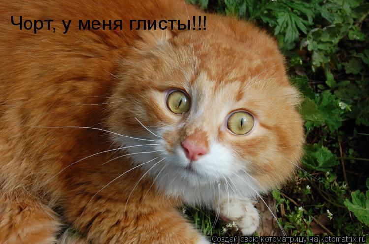 Котоматрица: Чорт, у меня глисты!!!