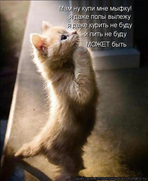 Мам ну купи мне мыфку! я даже полы вылежу я даже курить не буду и пить не буду МОЖЕТ быть... Котоматрица: Мам ну купи мне мыфку! я даже полы вылежу я даже курить не буду и пить не буду МОЖЕТ быть