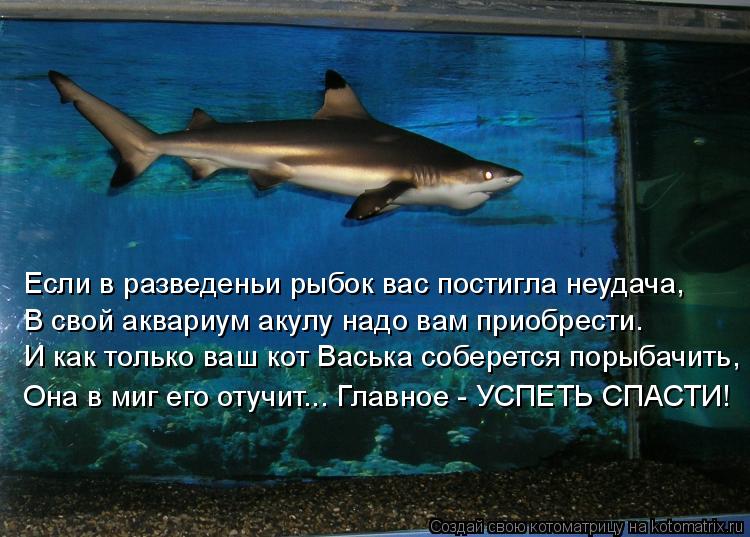 Если в разведеньи рыбок вас постигла неудача, В свой аквариум акулу надо вам приобрести. И как только... Котоматрица: Если в разведеньи рыбок вас постигла неудача, В свой аквариум акулу надо вам приобрести. И как только ваш кот Васька соберется порыбачить, О