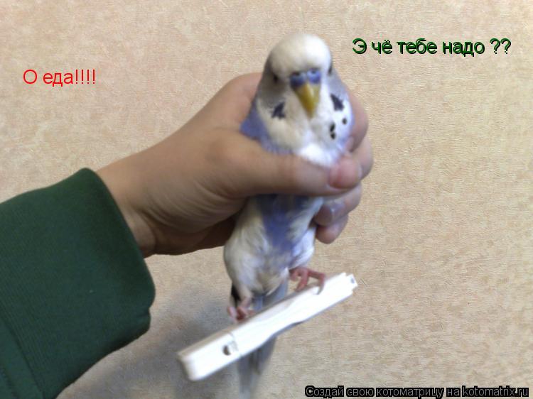 Э чё тебе надо ?? О еда!!!!... Котоматрица: Э чё тебе надо ?? О еда!!!!