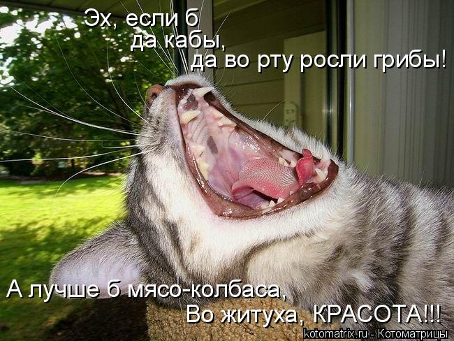 Эх, если б да во рту росли грибы! да кабы, А лучше б мясо-колбаса, Во житуха, КРАСОТА!!!... Котоматрица: Эх, если б да во рту росли грибы! да кабы, А лучше б мясо-колбаса, Во житуха, КРАСОТА!!!