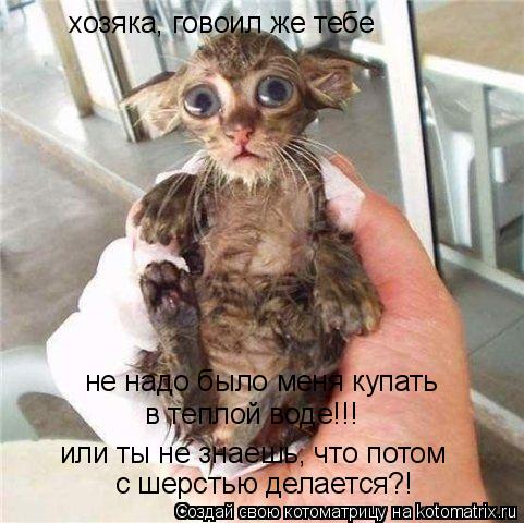 хозяка, говоил же тебе не надо было меня купать в теплой воде!!! или ты не знаешь, что потом с шерсть... Котоматрица: хозяка, говоил же тебе не надо было меня купать в теплой воде!!! или ты не знаешь, что потом с шерстью делается?!