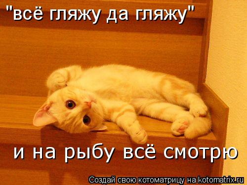 "всё гляжу да гляжу" и на рыбу всё смотрю... Котоматрица: "всё гляжу да гляжу" и на рыбу всё смотрю