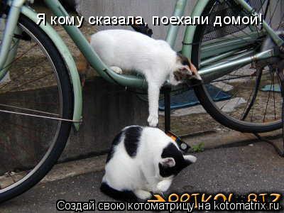 Котоматрица: Я кому сказала, поехали домой!