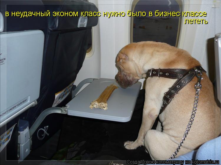 в неудачный эконом класс нужно было в бизнес классе лететь... Котоматрица: в неудачный эконом класс нужно было в бизнес классе лететь