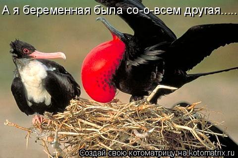 А я беременная была со-о-всем другая........ Котоматрица: А я беременная была со-о-всем другая.....