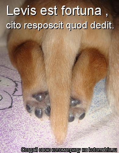 Levis est fortuna , cito resposcit quod dedit.... Котоматрица: Levis est fortuna , cito resposcit quod dedit.