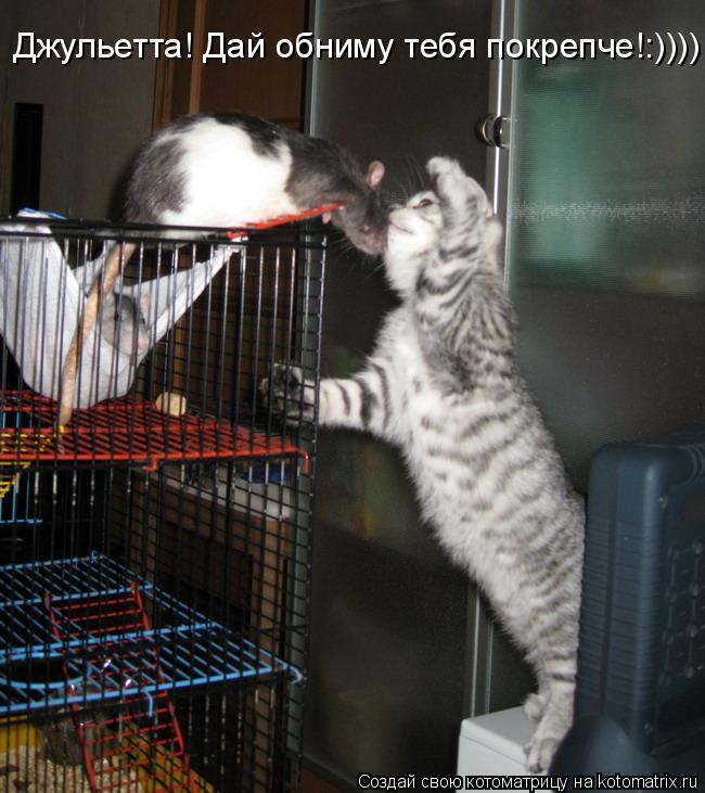 Котоматрица: Джульетта! Дай обниму тебя покрепче!:))))