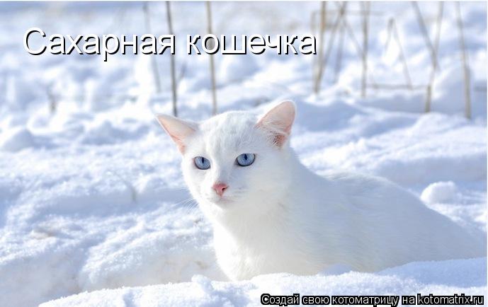 Котоматрица: Сахарная кошечка