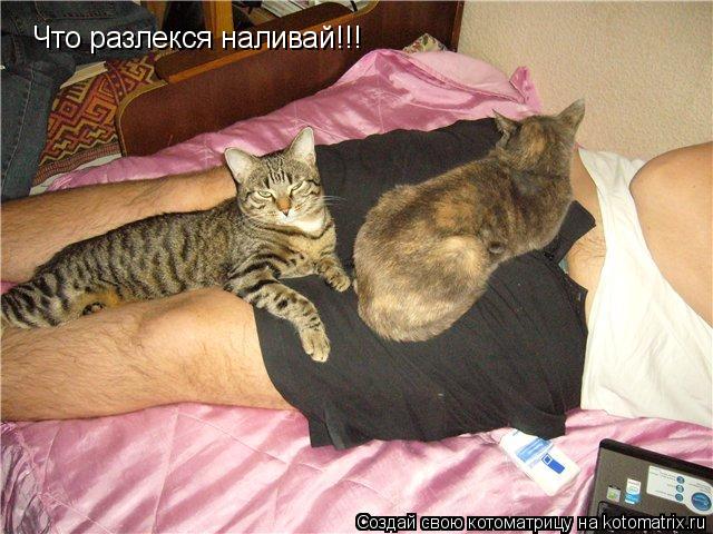 Что разлекся наливай!!!... Котоматрица: Что разлекся наливай!!!