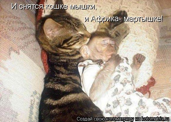 Котоматрица: И снятся кошке мышки, и Африка- мартышке!