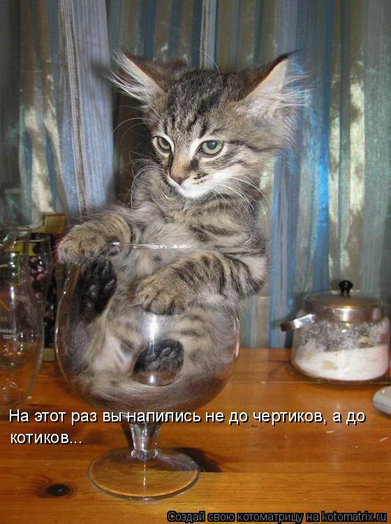 На этот раз вы напились не до чертиков, а до котиков...... Котоматрица: На этот раз вы напились не до чертиков, а до котиков...