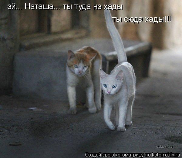 Котоматрица: эй... Наташа... ты туда нэ хады ты сюда хады!!!