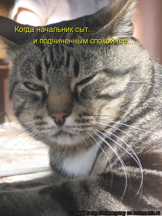 Когда начальник сыт.... и подчиненным спокойнее....... Котоматрица: Когда начальник сыт.... и подчиненным спокойнее....