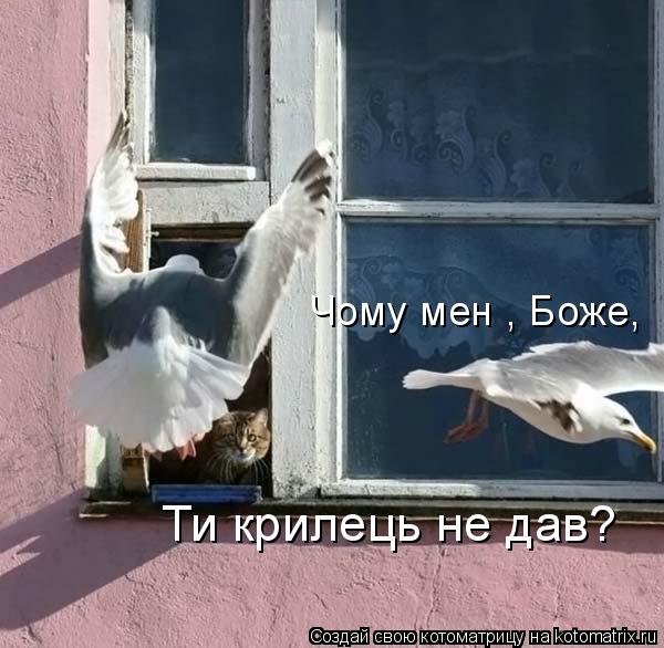 Котоматрица: Чому мені, Боже,  Ти крилець не дав?