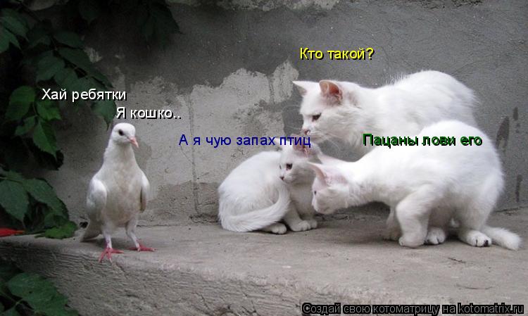 Хай ребятки Кто такой? Я кошко.. А я чую запах птиц Пацаны лови его... Котоматрица: Хай ребятки Кто такой? Я кошко.. А я чую запах птиц Пацаны лови его