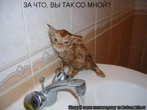 Котоматрица: ЗА ЧТО, ВЫ ТАК СО МНОЙ?