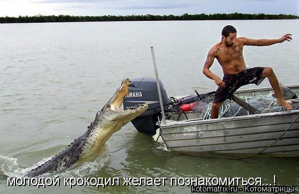 Котоматрица: молодой крокодил желает познакомиться...!