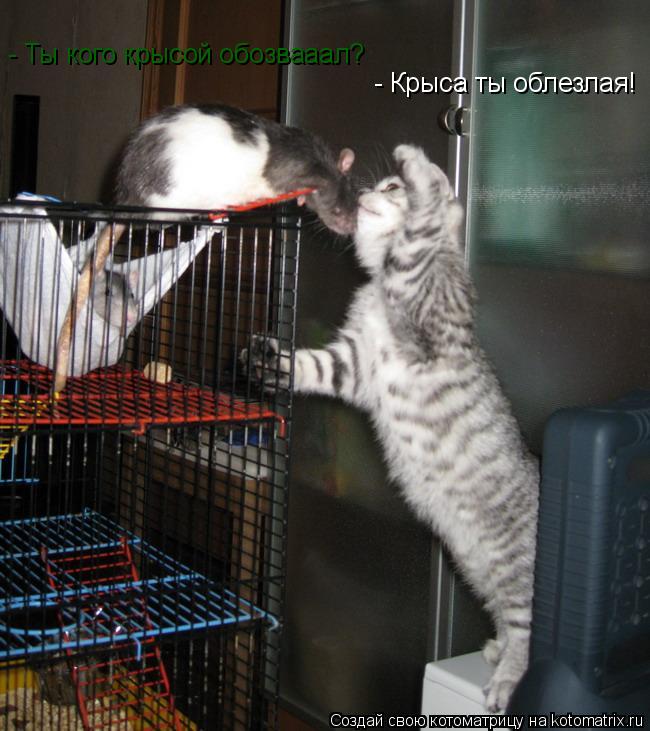 Котоматрица: - Крыса ты облезлая!  - Ты кого крысой обозвааал?
