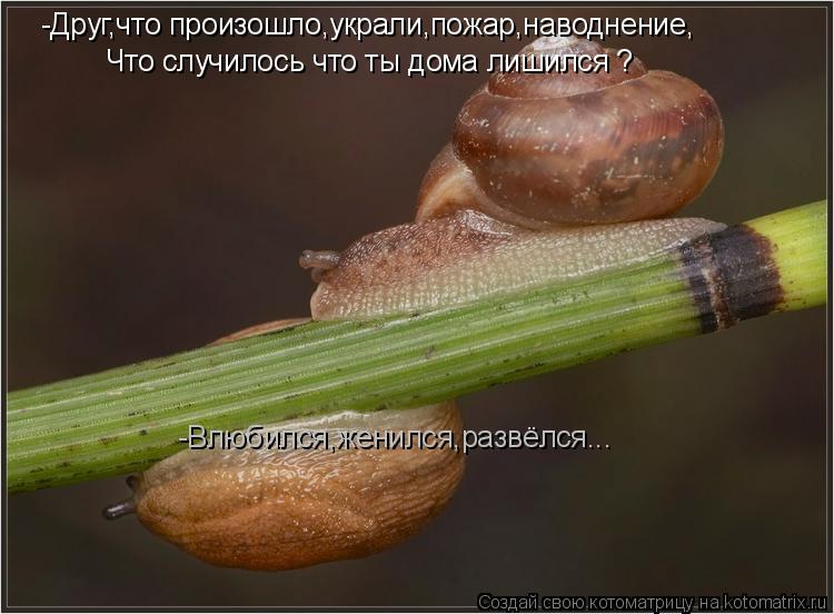 Котоматрица: -Друг,что произошло,украли,пожар,наводнение, Что случилось что ты дома лишился ? -Влюбился,женился,развёлся...