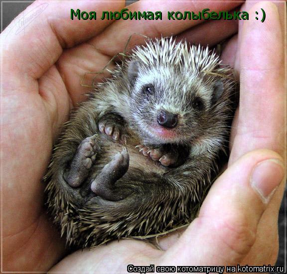 Котоматрица: Моя любимая колыбелька :)