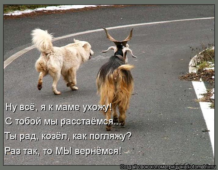 Котоматрица: Ну всё, я к маме ухожу! С тобой мы расстаёмся... Ты рад, козёл, как погляжу? Раз так, то МЫ вернёмся!