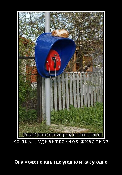 Котоматрица: Кошка - удивительное животное Она может спать где угодно и как угодно