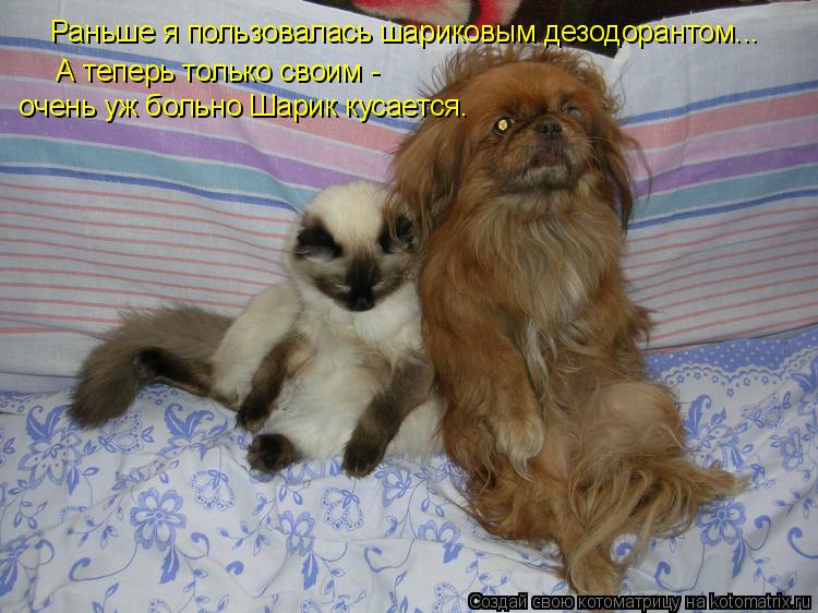 Раньше я пользовалась шариковым дезодорантом... А теперь только своим - очень уж больно Шарик кусае... Котоматрица: Раньше я пользовалась шариковым дезодорантом... А теперь только своим - очень уж больно Шарик кусается.