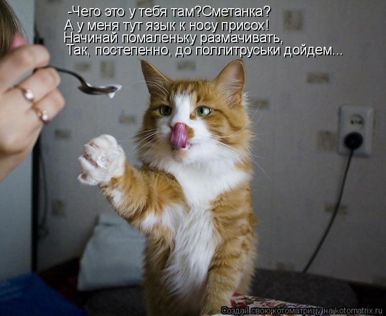 Котоматрица: -Чего это у тебя там?Сметанка? А у меня тут язык к носу присох! Начинай помаленьку размачивать,  Так, постепенно, до поллитруськи дойдем...
