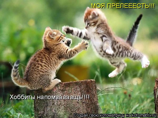 Котоматрица: МОЯ ПРЕЛЕЕЕСТЬ!!! Хоббиты напомааааащь!!!!