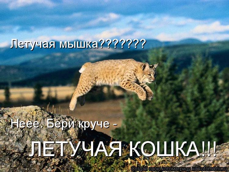 Летучая мышка??????? ЛЕТУЧАЯ КОШКА!!! Неее. Бери круче -... Котоматрица: Летучая мышка??????? ЛЕТУЧАЯ КОШКА!!! Неее. Бери круче -
