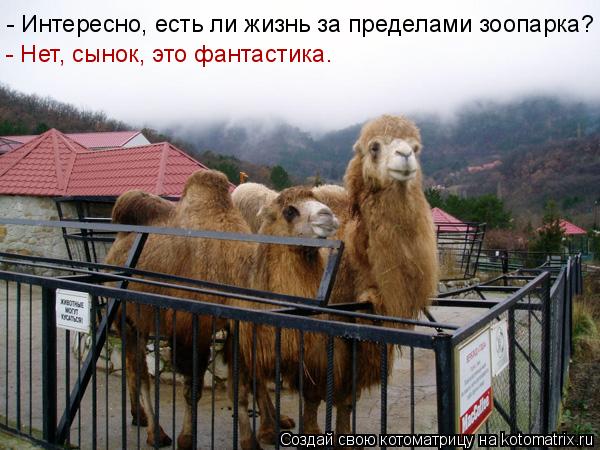Котоматрица: - Интересно, есть ли жизнь за пределами зоопарка? - Нет, сынок, это фантастика.