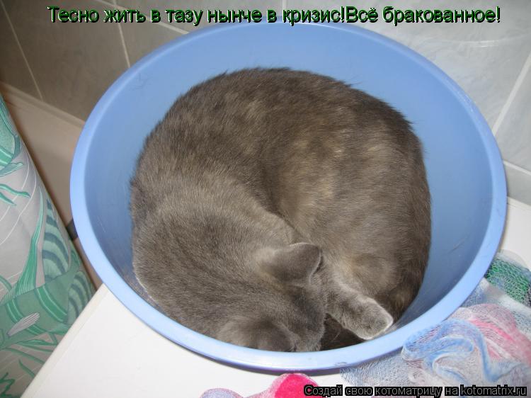 Котоматрица: Тесно жить в тазу нынче в кризис!Всё бракованное! Тесно жить в тазу нынче в кризис!Всё бракованное!