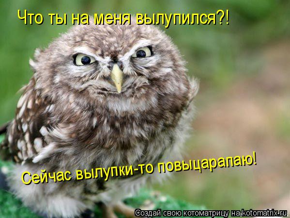 Котоматрица: Что ты на меня вылупился?! Сейчас вылупки-то повыцарапаю!