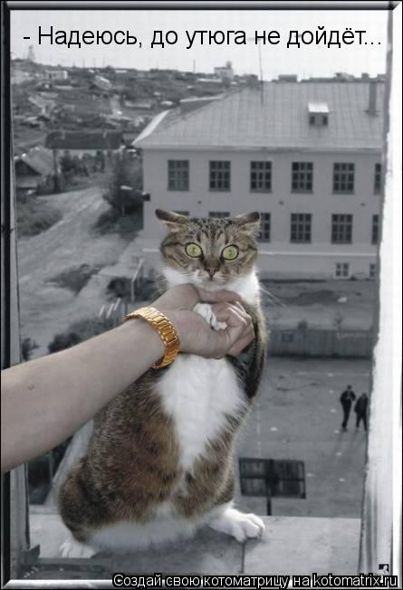 Котоматрица: - Надеюсь, до утюга не дойдёт...