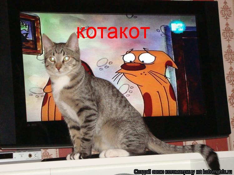 Котоматрица: котакот