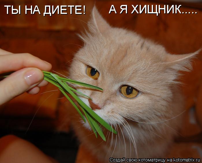 Котоматрица: ТЫ НА ДИЕТЕ! А Я ХИЩНИК.....